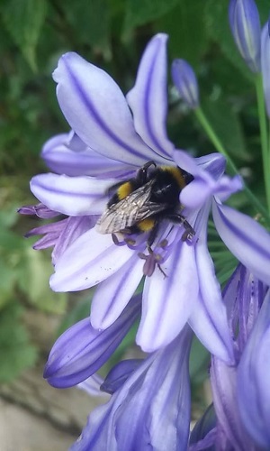 Bee flower - York Road