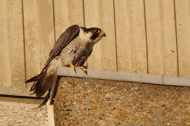 Freddie the Peregrine Falcon at Ealing Hospital.