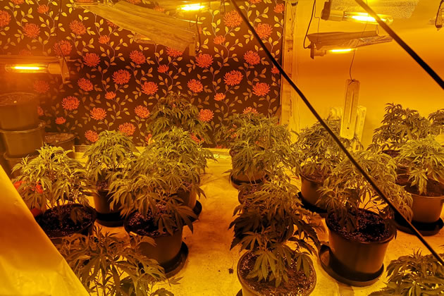 Cannabis plants discovered after raid of Greenford house 