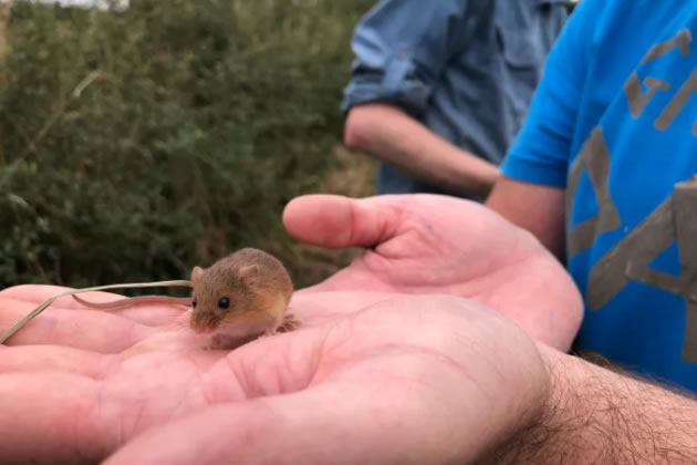 The tiny rodent has disappeared from large parts of the UK