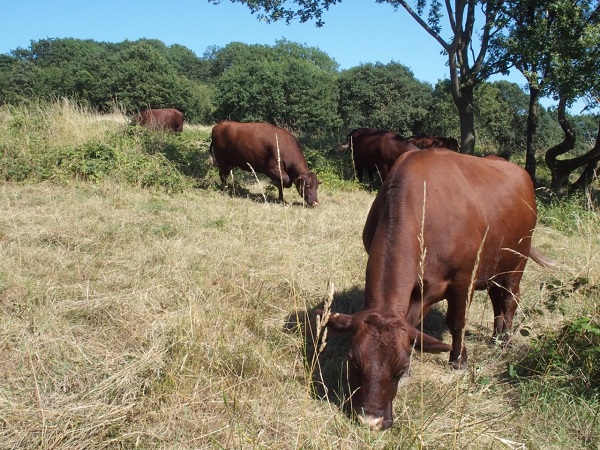 Horsenden - David Harvey