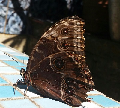 Liz Jenner butterfly