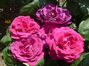 Walpole Park walled garden roses are being moved