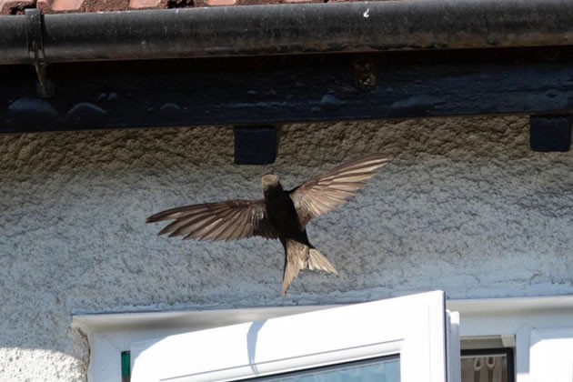 Swifts nest during the summer in the eaves of Ealing's buildings