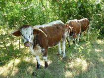 Long horned cows at Horsenden Hill