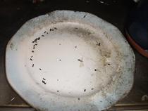 Mouse droppings on plate in kitchen