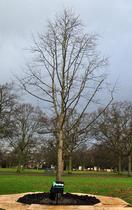 The new Princess Diana Tree in Walpole Park
