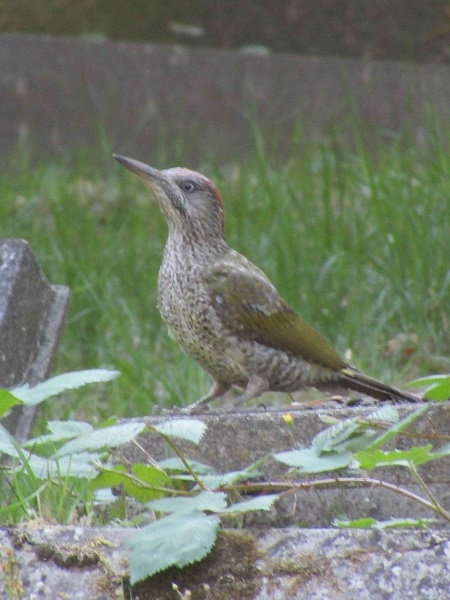 Woodpecker South Ealing