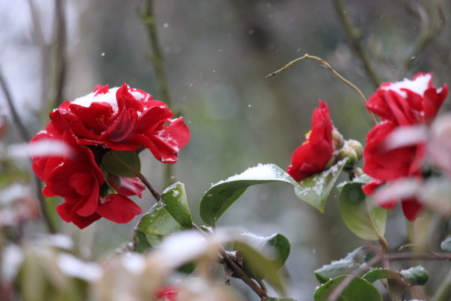 Red Camellia with snow  Denise Cadwallader